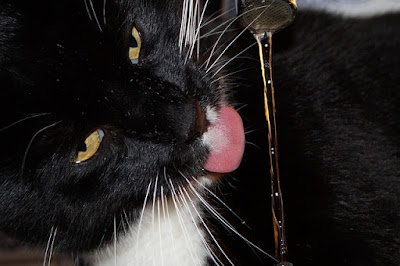 alt="gato bebiendo agua del grifo"