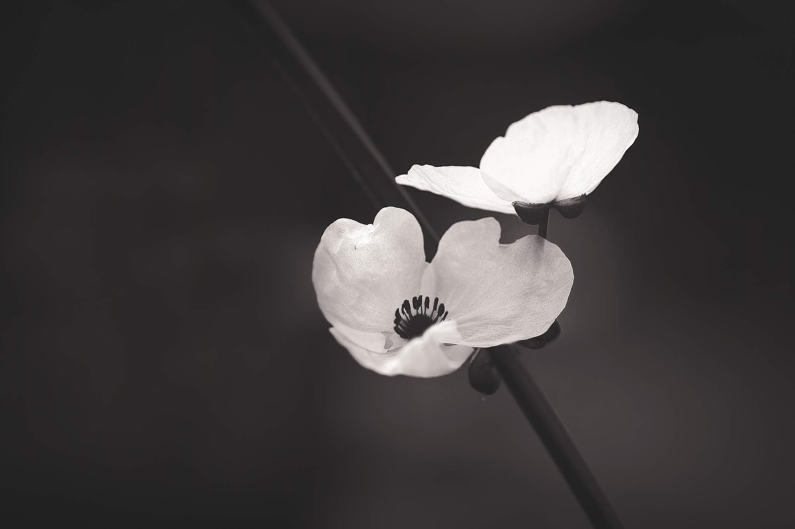 Wo Stille Wohnt Und Glanz November 2018