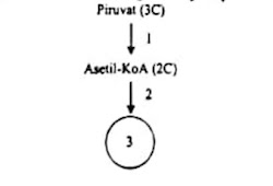 Berikut Adalah Proses Yang Terjadi Pada Metabolisme Reaksi Yang Tergolong Anabolisme Adalah Blog Pak Pandani