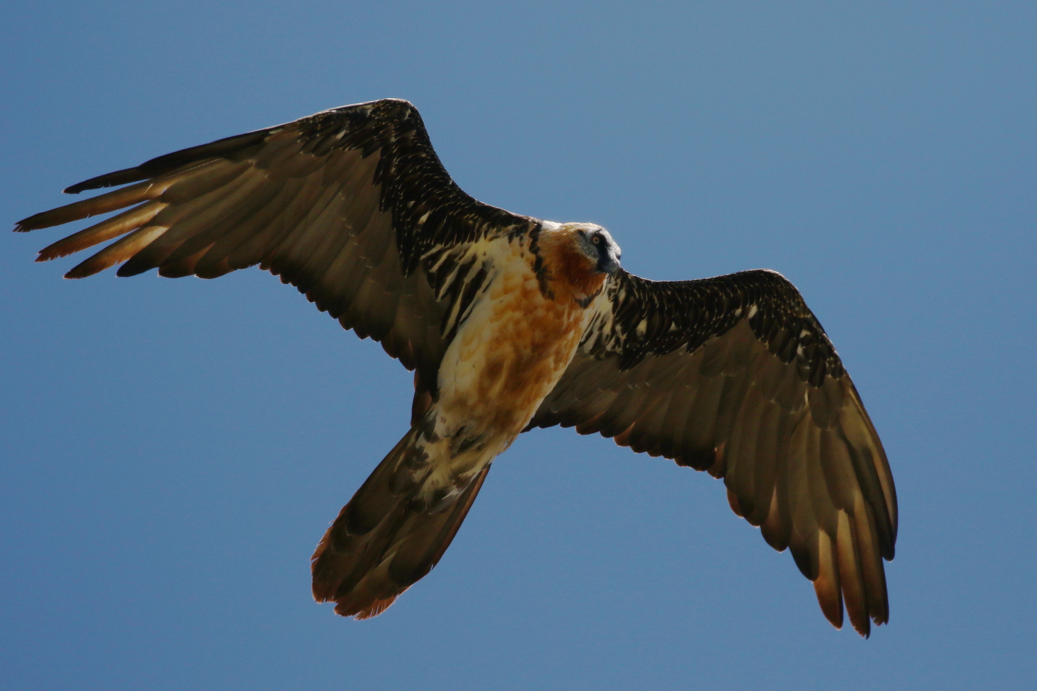 Peter Moore's Wildlife Blog: Vulture culture