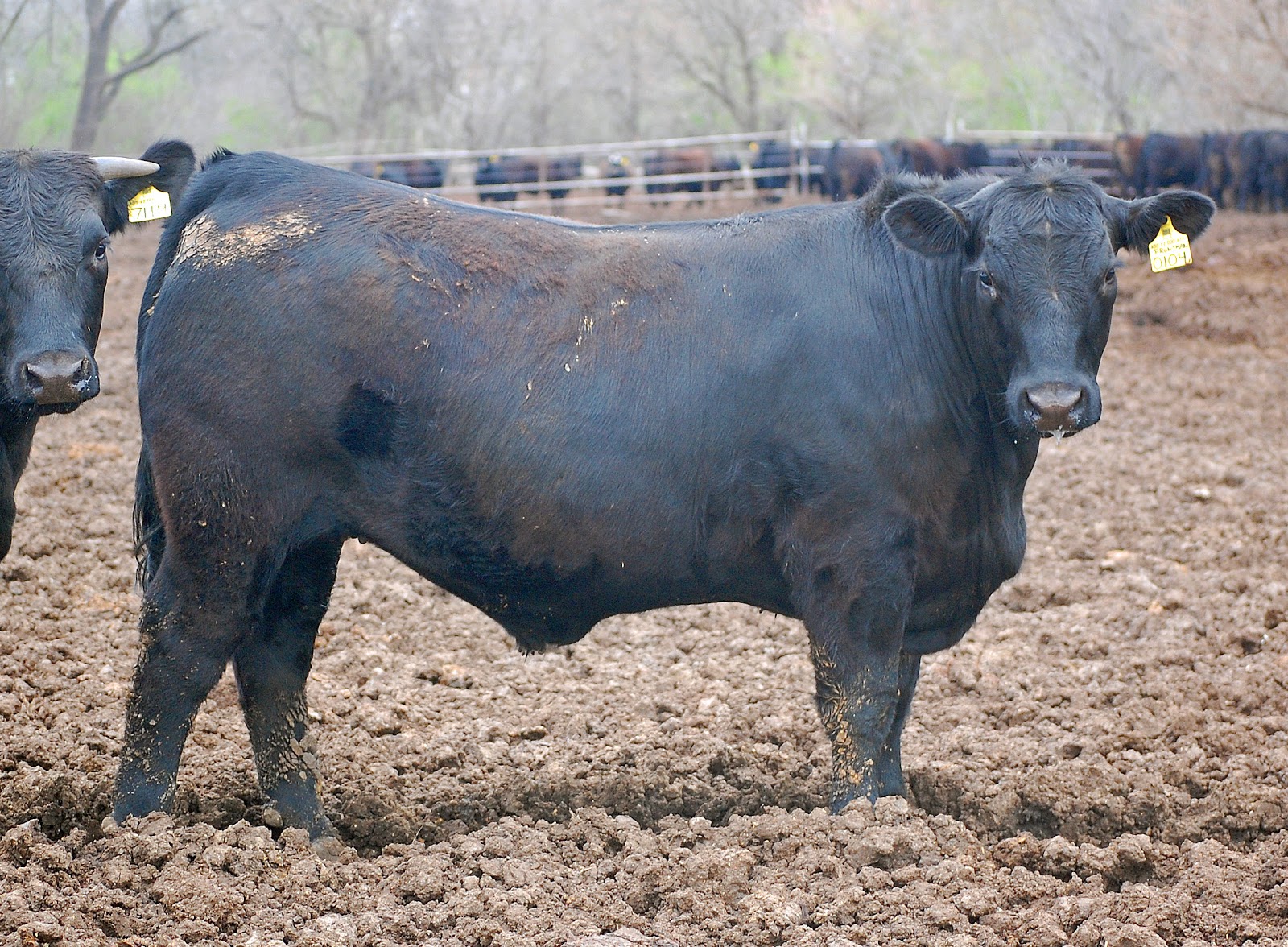 Peters Cattle Fat Cattle