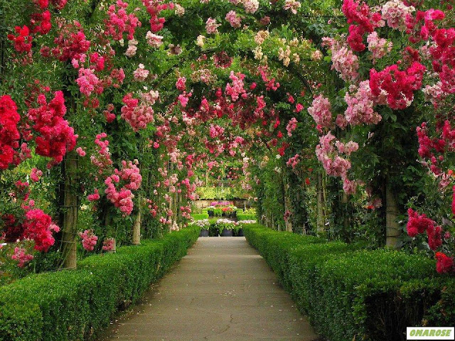 jardim maravilhoso - arco de rosas