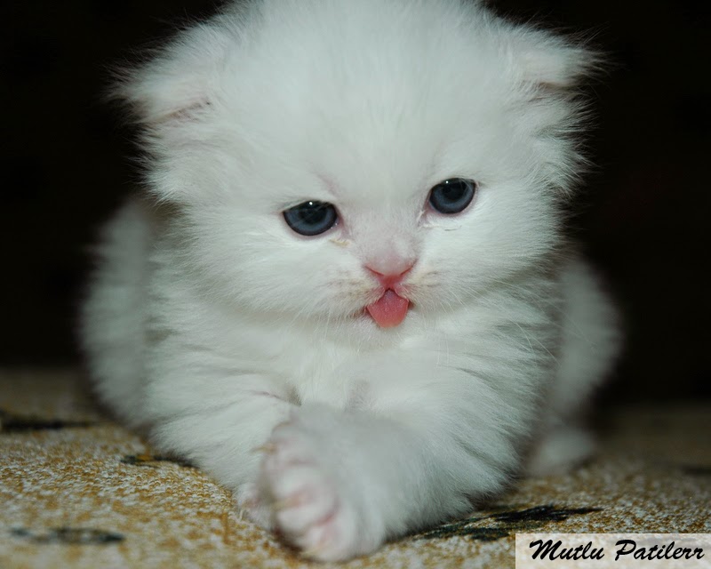 Mutlu Patilerr Kedileri Ev Ortamına Nasıl Alıştırırız?