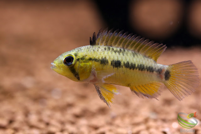 Apistogramma Pedunculata / Rio Caura