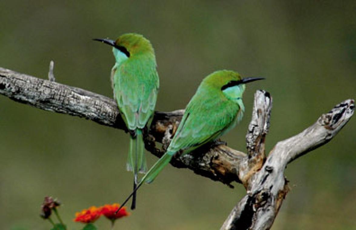 Birds 3 / Beautiful Bird's Clicks 3 WallPapers