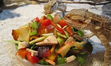 bearded-dragon-diet.jpg