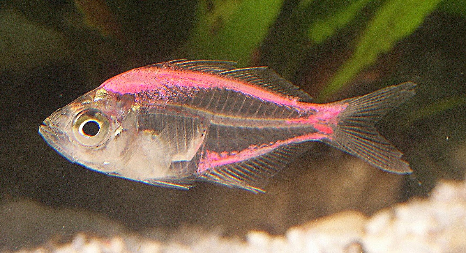 gambar ikan X-Ray Tetra nama hewan dari huruf X