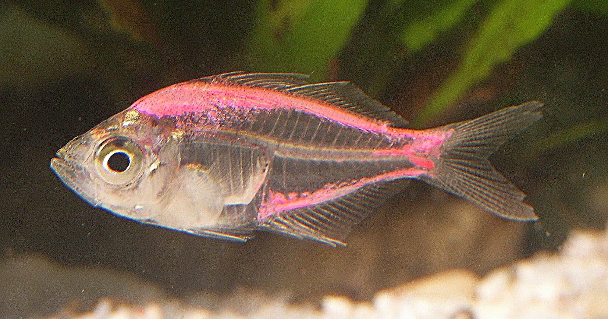 Nama Hewan Dari Huruf X - Anak Cemerlang