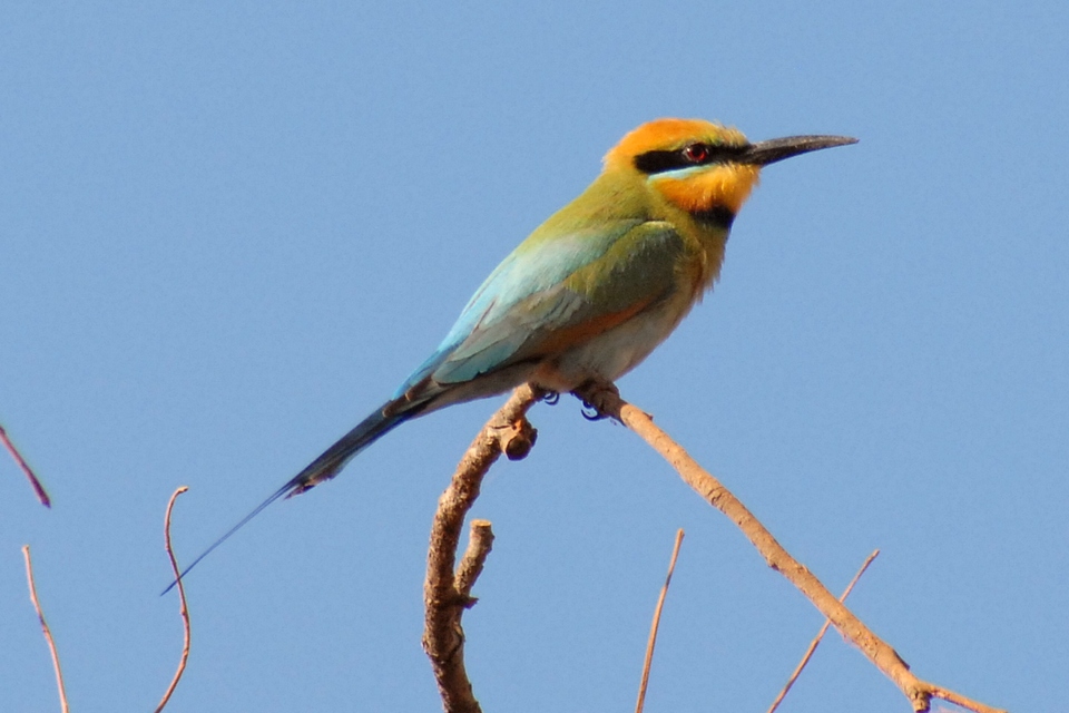Kay Parkin Birding Cairns to Iron Range Roadtrip Cape York Qld