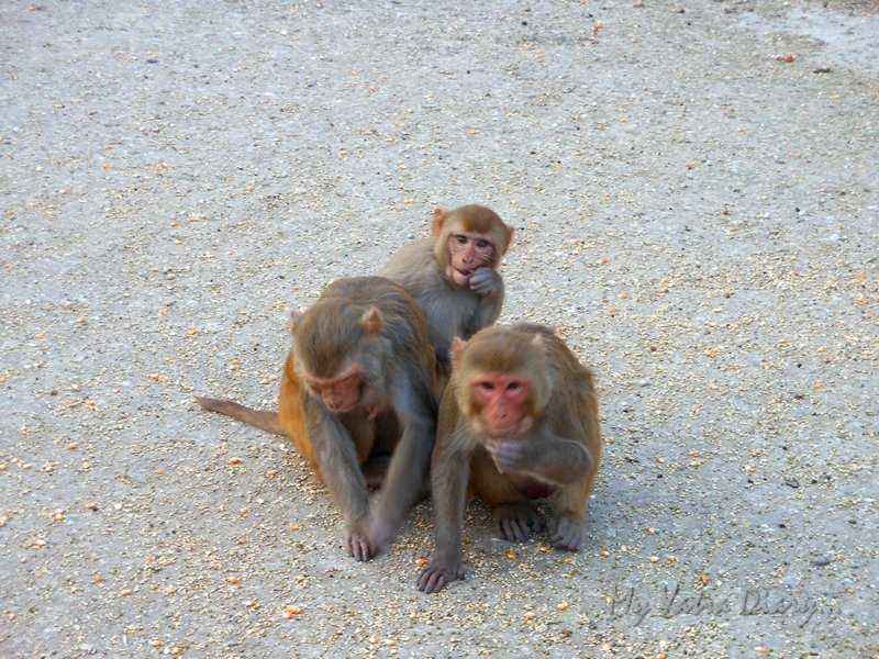 Monkeys in the Govind Devji Temple, courtyard, Rajasthan