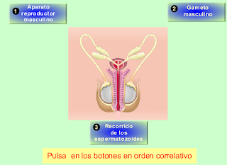 http://recursostic.educacion.es/secundaria/edad/3esobiologia/3quincena10/imagenes/apa_reprod_masculi.swf