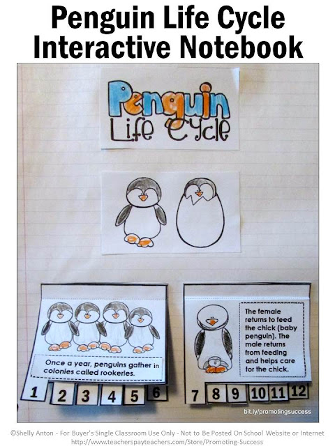  penguin life cycle activity for kids
