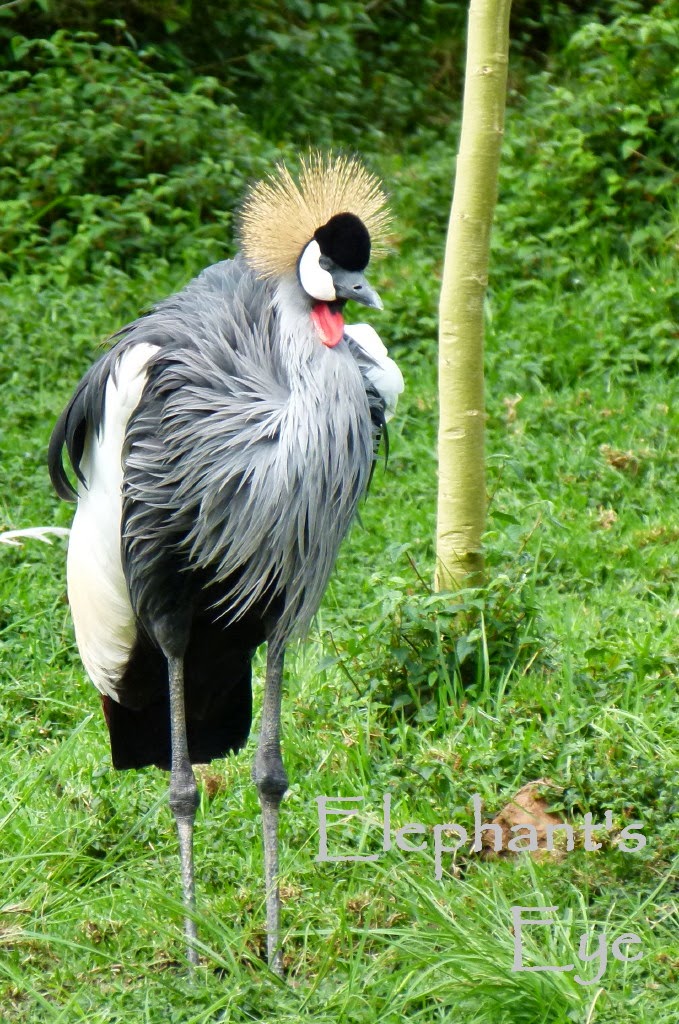 Crowned Crane, Proudly South African also Kenya and Uganda