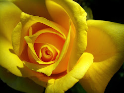 yellow rose flowers wallpapers roses flower desktop windows texas nature admin pm posted