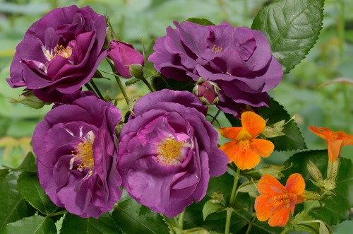 Rhapsody in Blue rose сорт розы фото  
