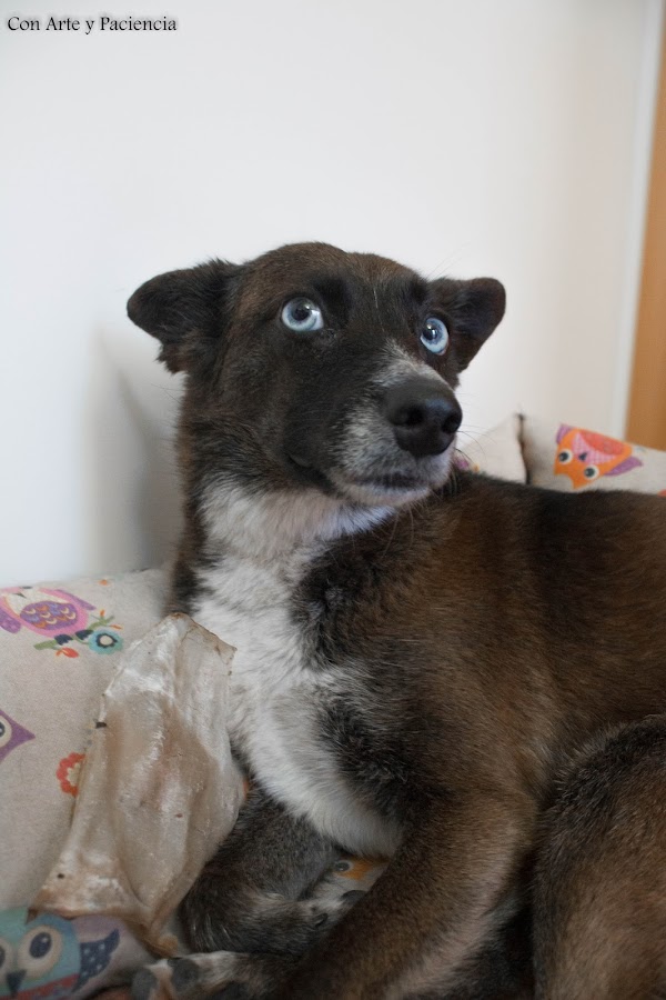 Perros, zooplus, pienso, latas, premios, snacks, lukullus, rocco, amo, pack, calidad, natural, químicos, subproductos, pruebas, mascotas, animales, cariño, publicidad, perritos, can, canes, 