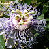 Passionflower Tale