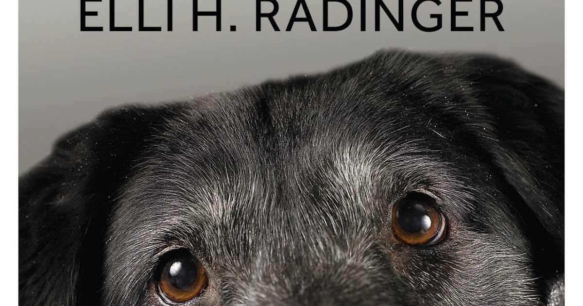 kulturstrom Die Weisheit alter Hunde