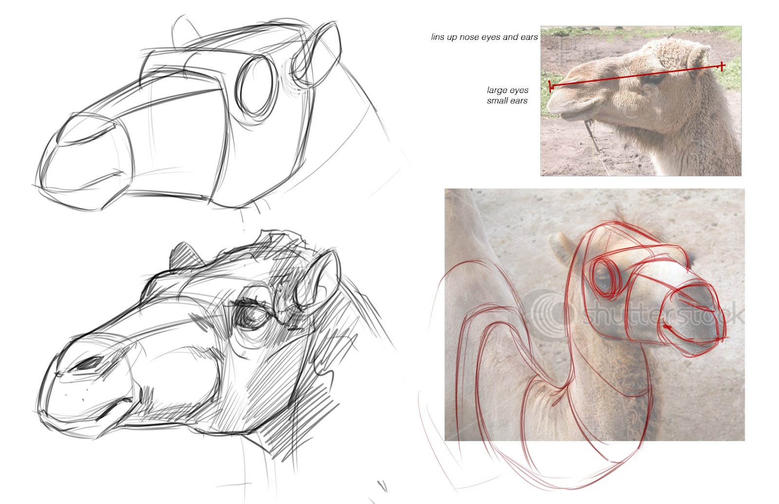 Concept Design Academy: "Animal Anatomy" with Jonathan Kuo~!!