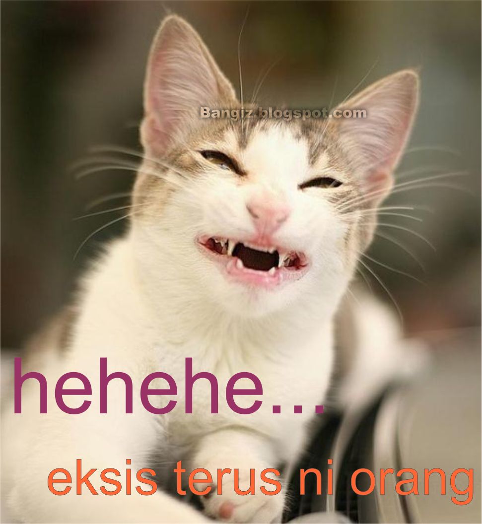 Gambar Dan Meme Lucu Gambar Kucing Lucu Galau