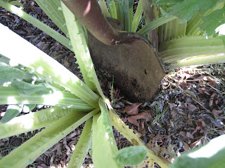 artichoke plants in garden