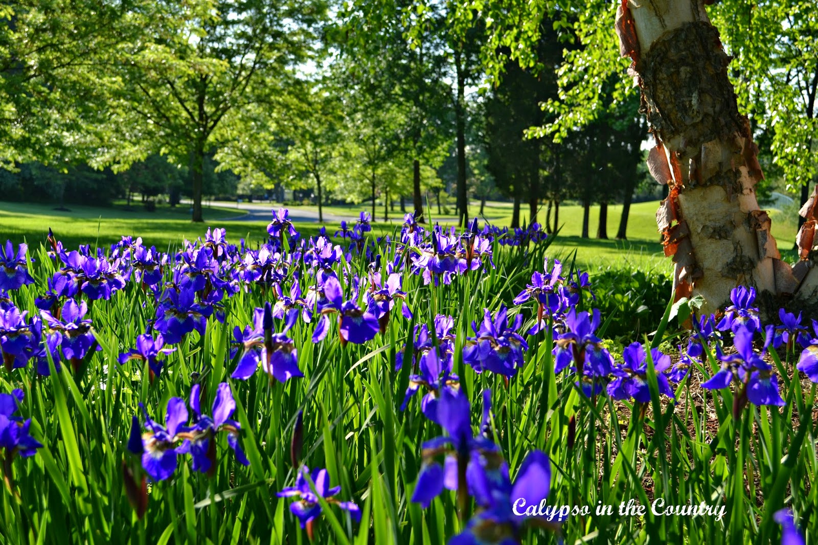 Purple Irises in bloom 