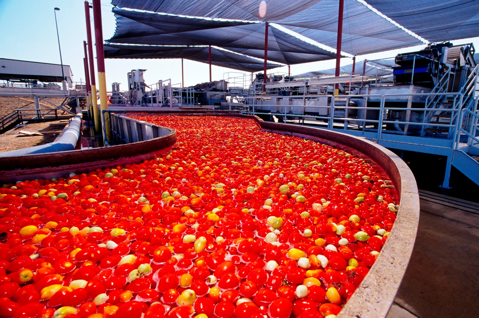 Odu a To Establish Tomato Processing Plant In Imeko Ogun State Ogun