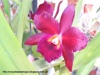 Sigueme en orquideasdanojpa.blogspot.com.ar