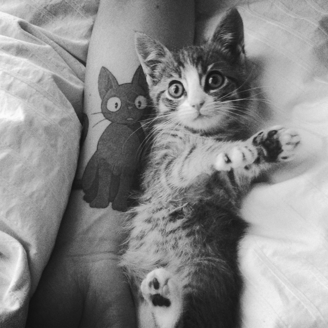 Tati cat. Котенок на руках. Милый котенок в руках. Коты на руках. Девушка с котенком на руках.