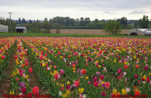 Pacific Northwest Tulip Festivals