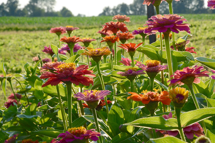 Gardening; Zinnias | My Darling Days Gardening; Zinnias | My Darling Days