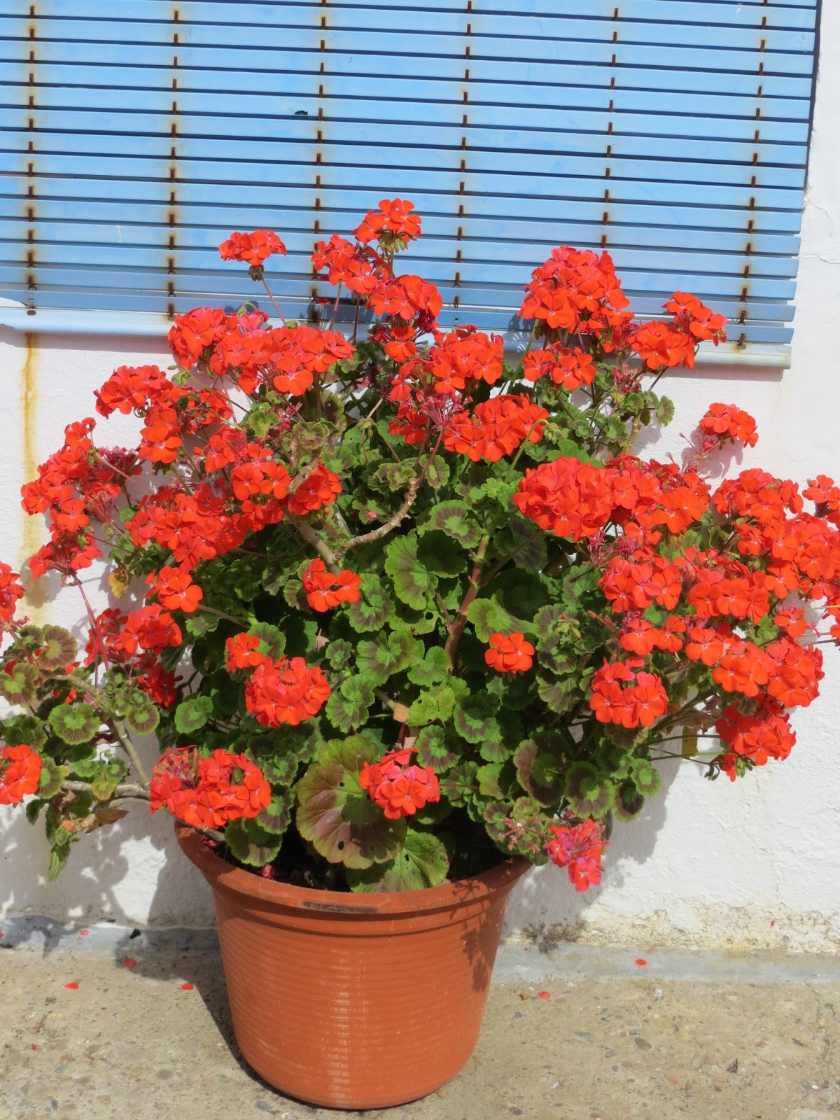 CPR.BEMBEZAR: LOS PATIOS DE CÉSPEDES