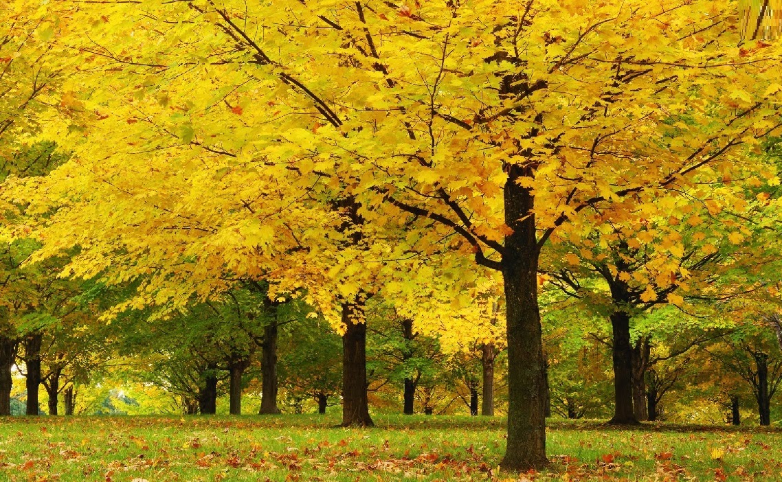 خلفيات اشجار طبيعية