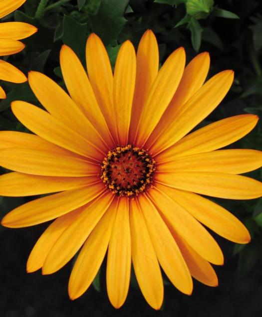 Tarim Siteniz Bodrum Papatyasi African Daisy Osteospermum
