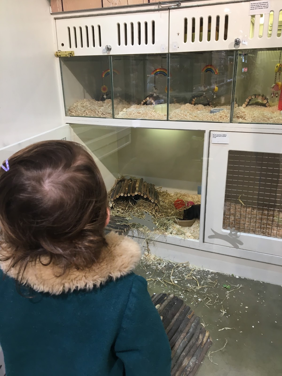 A Visit To The Local Pet Store The Dainty Moments A Family