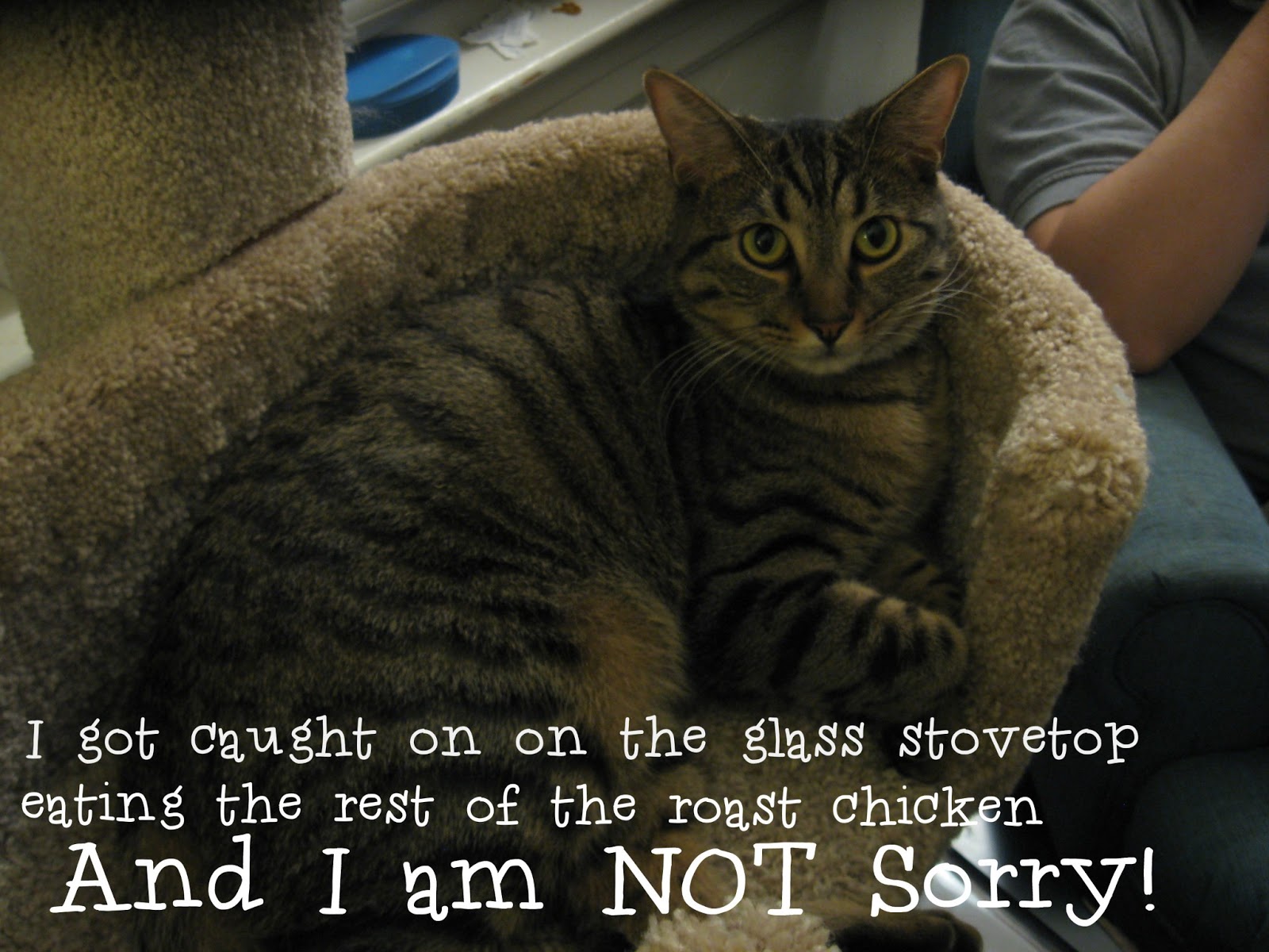 No Grain Cat Food Dry No Grain Cat Food Dry