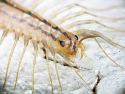 centipede bug ugly centipedes faces bugs bite kill giant info fangs hubpages eat insects legs dark whole its