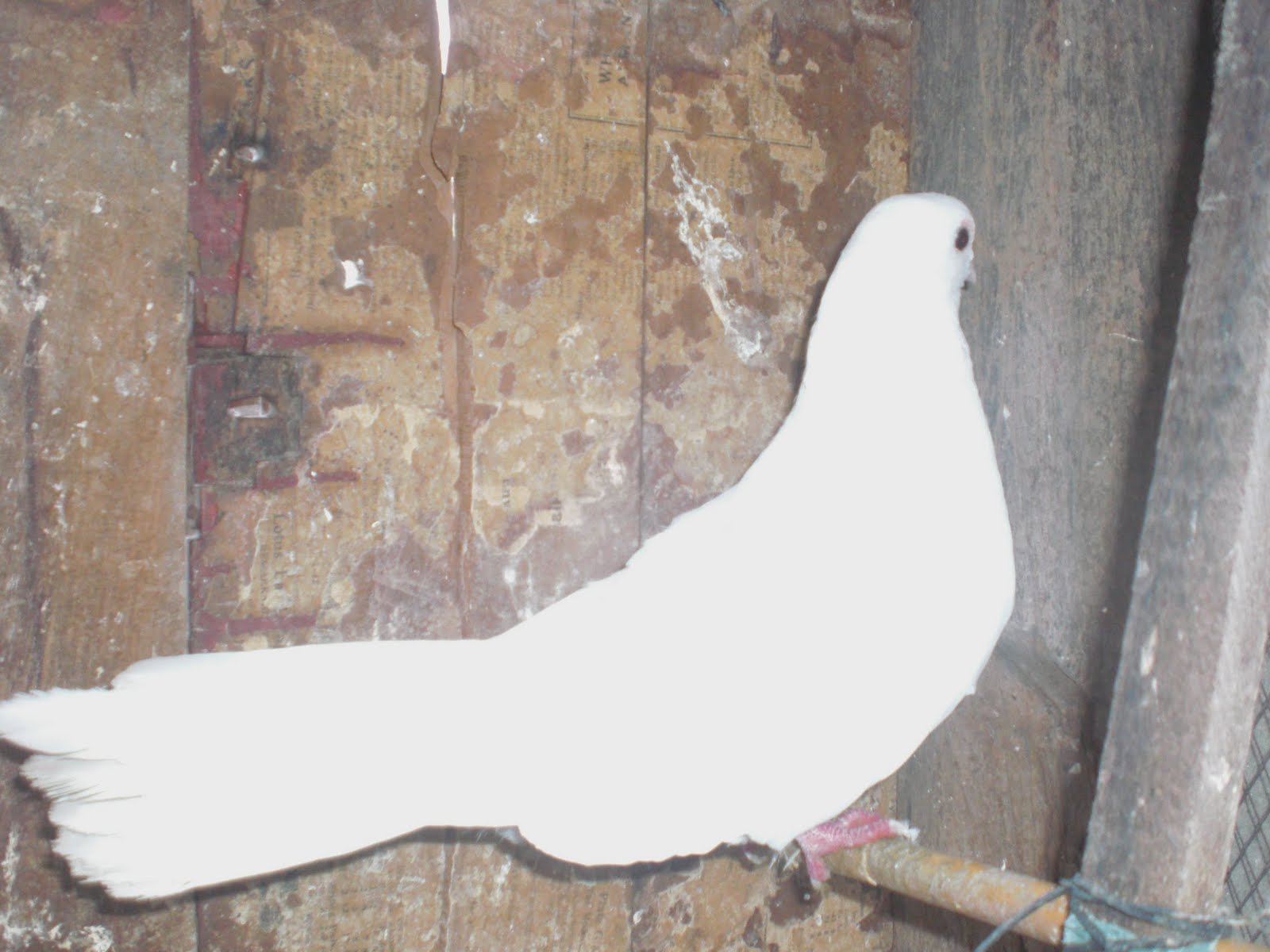 PIGEONS OF Nepal SUPERB KAGJI........