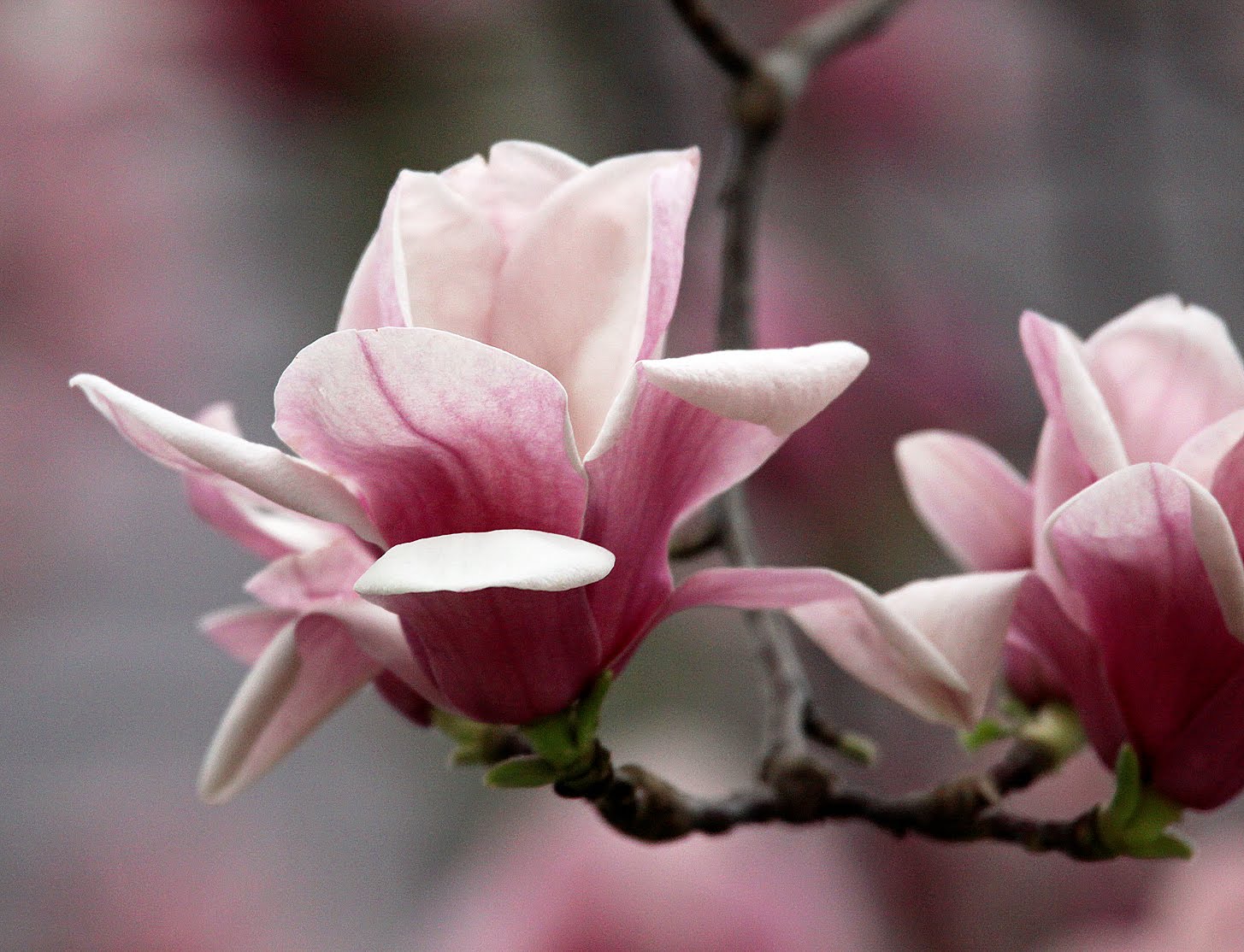 Southern Lagniappe Pink Magnolias