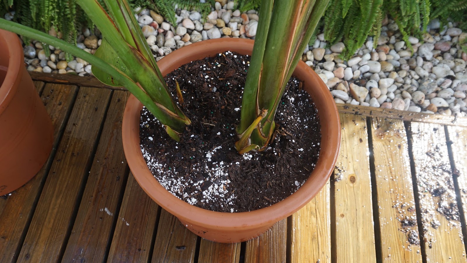 Lorraine Stanick How to Pot A Plant
