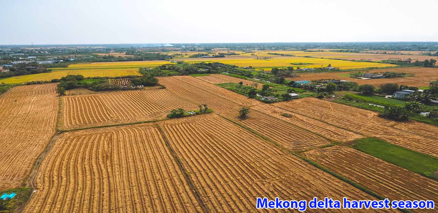 real-mekong-delta-tour-Mekong-delta-harvest-season