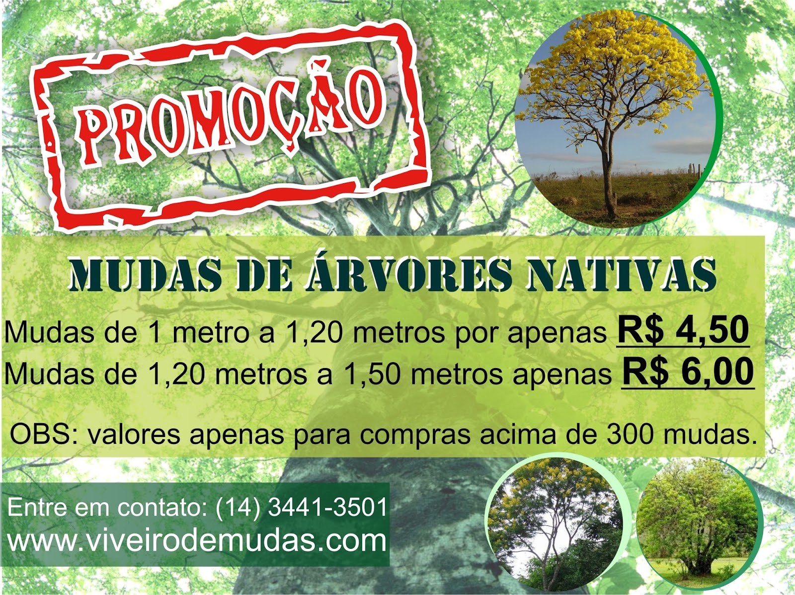 Plantas Nativas Arvores Nativas Promoção Mudas