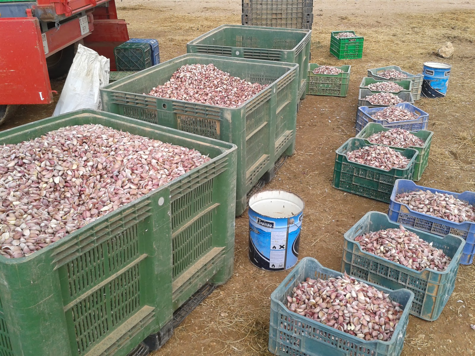 Garlic Mechanical planter