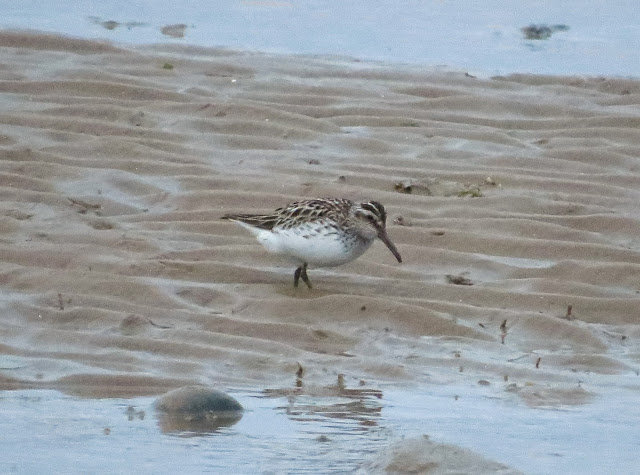 Broad-billed Sandpiper - Kimnel Bay