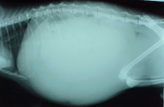 Lateral radiograph with no visible anatomy