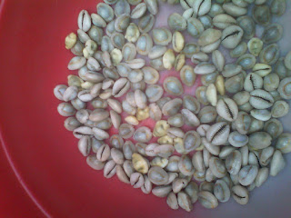 keong laut keong siput laut berwarna putih