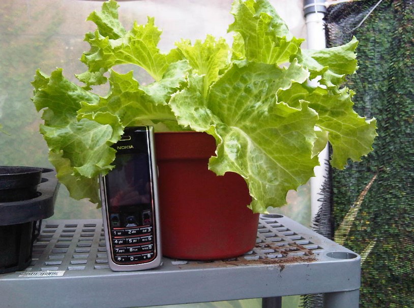 Jenis Jenis Tanaman Sayur untuk Berkebun Di lahan Sempit - Dzargon