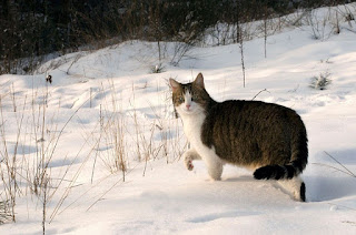 alt="gato en la nieve"