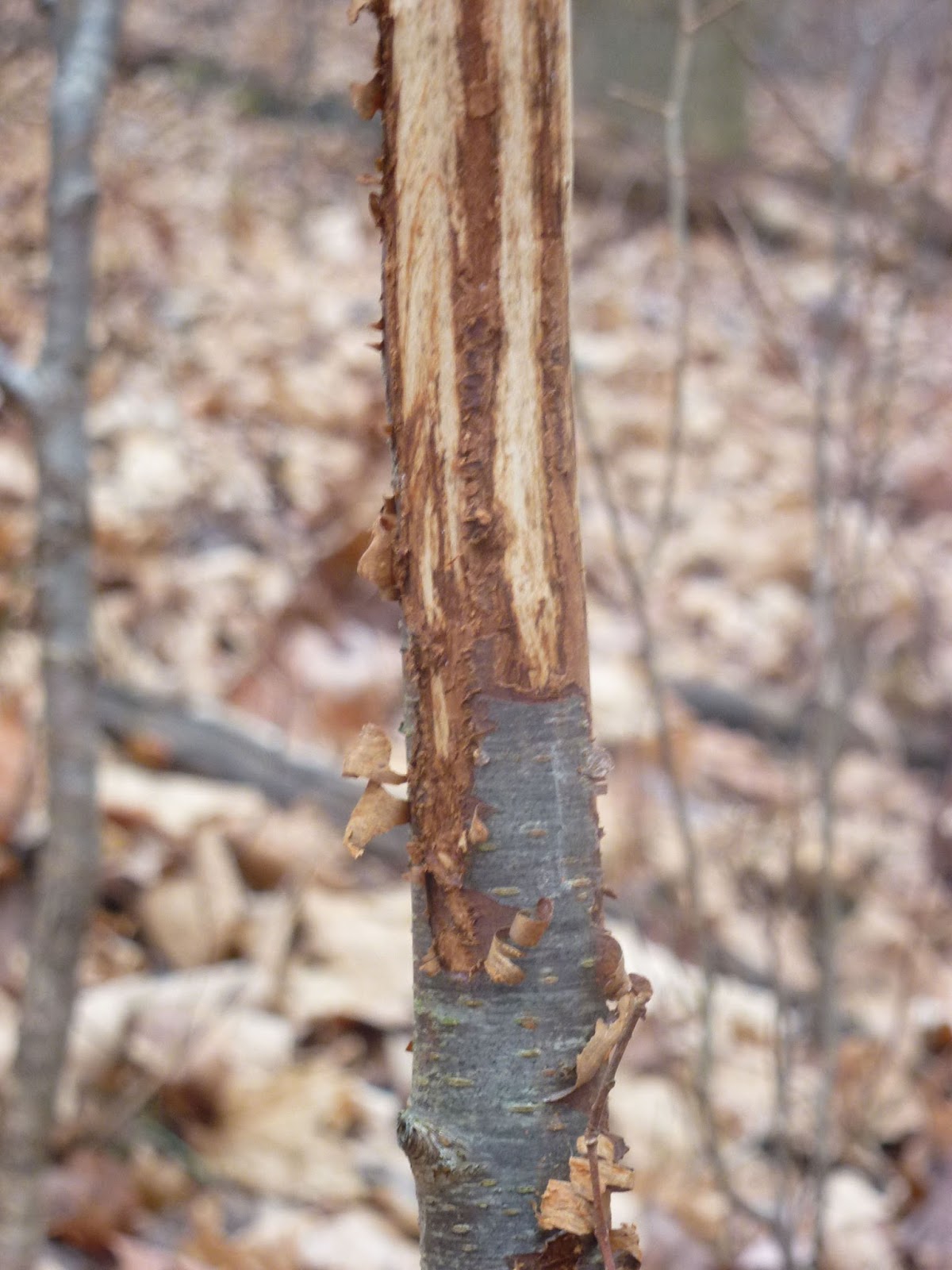 Growing Up Mormish: One Week In a Treestand