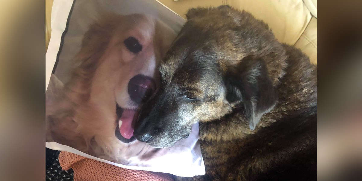 Mourning Dog Will Not Stop Cuddling The Pillow Of His Brother That Passed Away, And It's Heartbreaking